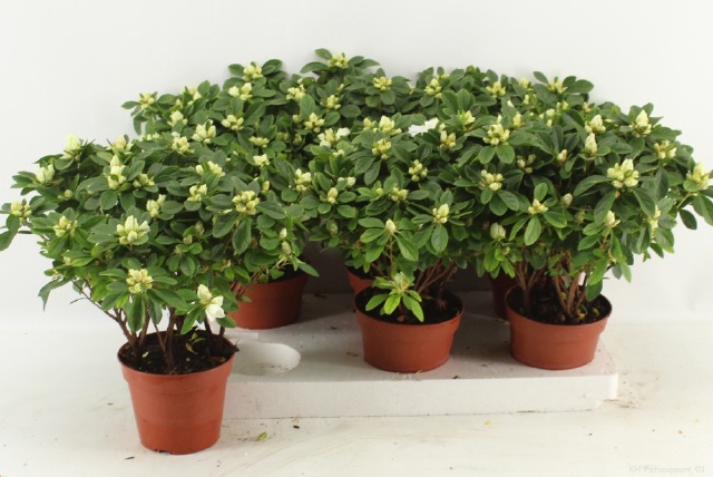 Rhododendron simsii Gitti 14Ø 37cm 37Ø