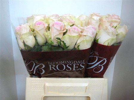 <h4>R Gr Revival Sweet</h4>