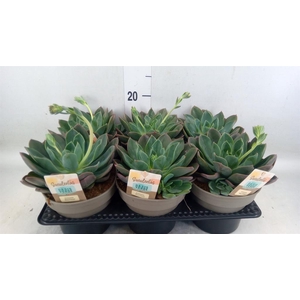 Echeveria   ...