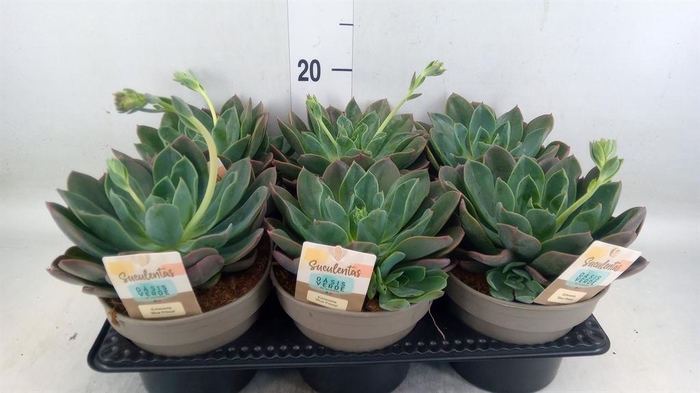 <h4>Echeveria ...</h4>