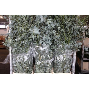 Deco Gr Eucalyptusblad Extra !