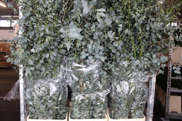 <h4>Deco Gr Eucalyptusblad Extra !</h4>