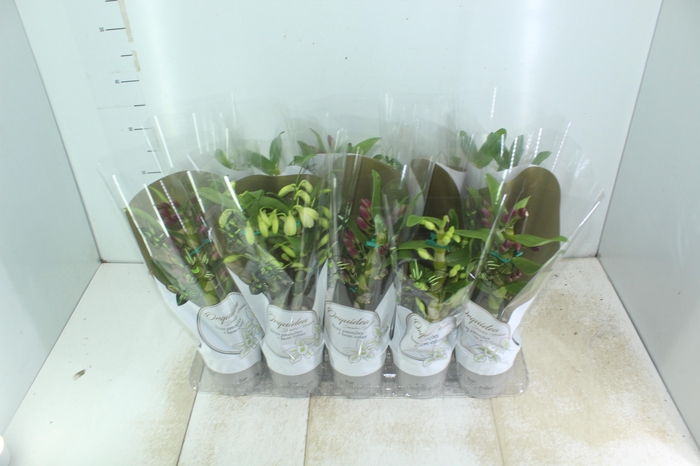 <h4>DENDROBIUM NOBILY P12</h4>