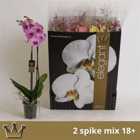 <h4>** Phal Gem 8 Kl 2 Branches 18+ * Spring Deal *</h4>