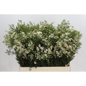 Chamelaucium Jupiter Moon