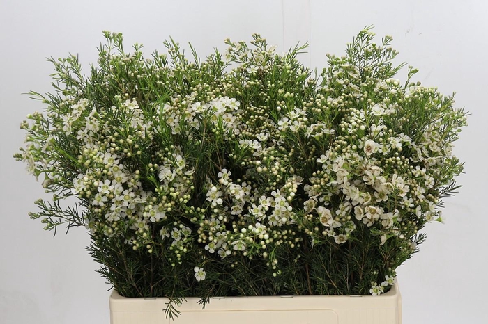 <h4>Chamelaucium Jupiter Moon</h4>