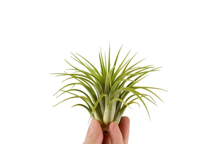 <h4>Tillandsia ionantha groen XL</h4>