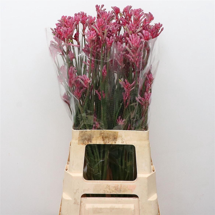 <h4>Anigoz Mini Pearl</h4>