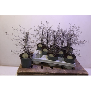 arr8 Corokia Cotoneaster