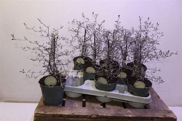 <h4>arr8 Corokia Cotoneaster</h4>