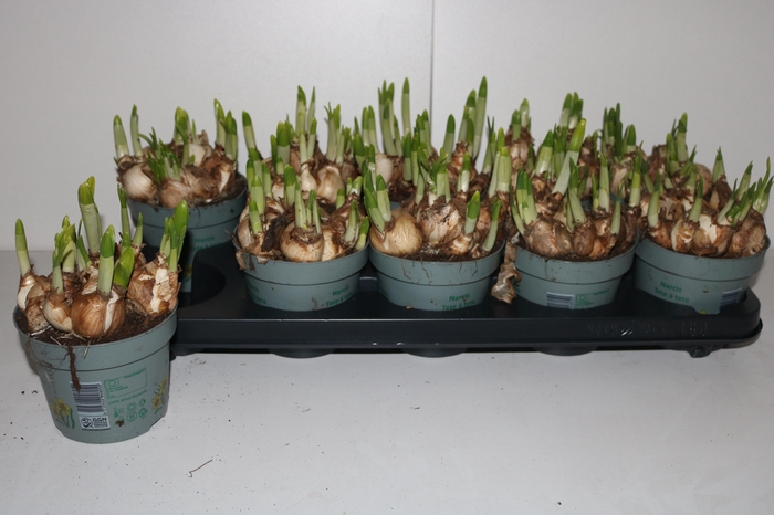 <h4>NARC O TETE A TETE</h4>