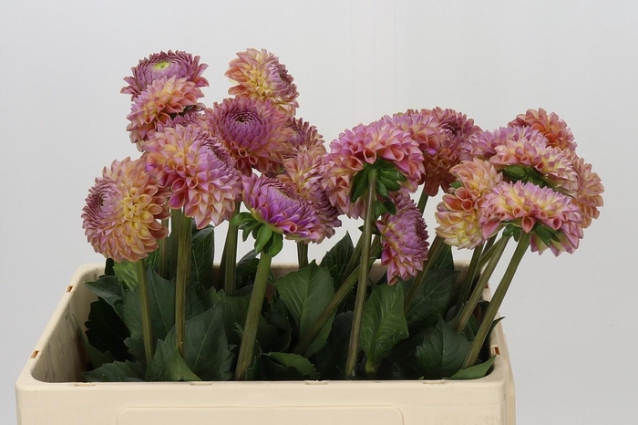 <h4>Dahlia Caitlin's Joy</h4>