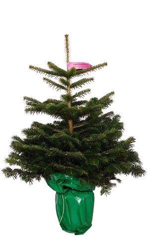 <h4>ABIES NORDMANNIANA</h4>