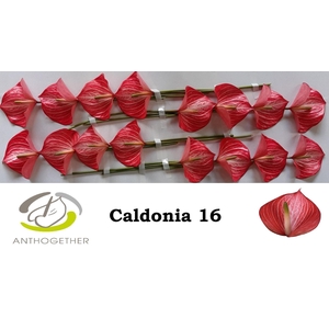 ANTH A CALDONIA