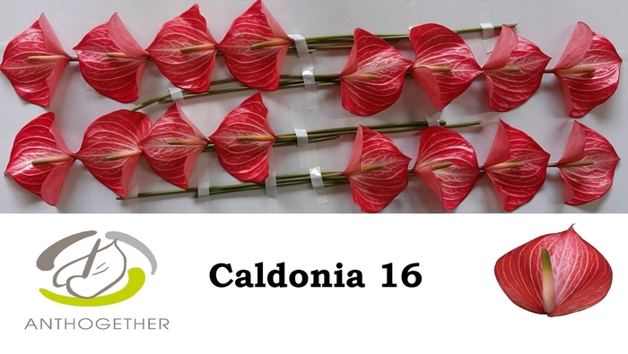 <h4>ANTH A CALDONIA</h4>