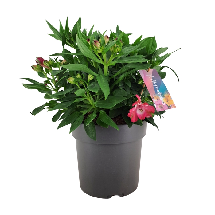 <h4>Alstroemeria Inticancha Romance p21</h4>