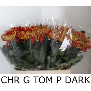 CHR G TOM P DARK