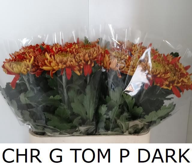 <h4>CHR G TOM P DARK</h4>