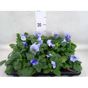 Viola wr. 'Flair Light Blue'