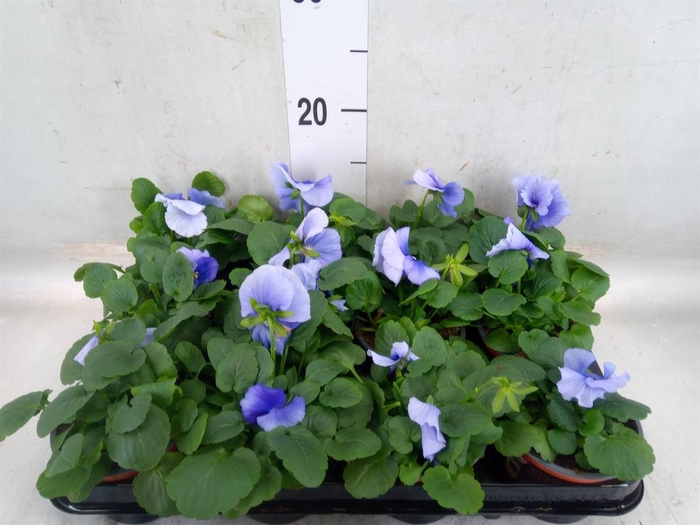 <h4>Viola wr. 'Flair Light Blue'</h4>