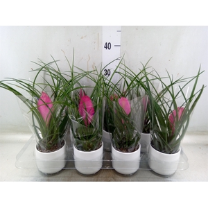 Tillandsia cyanea 'Anita'