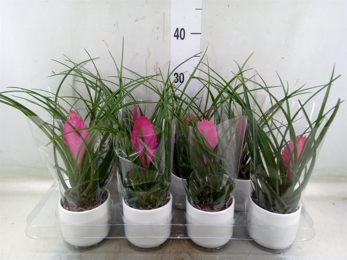 <h4>Tillandsia cyanea 'Anita'</h4>
