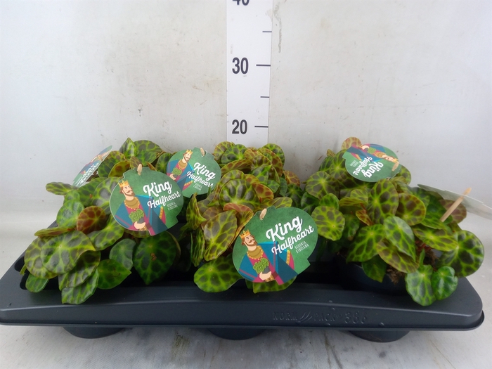 <h4>Begonia BD   ...</h4>