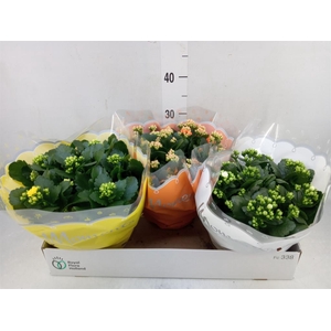 Kalanchoe blos.   ..rosebud mix  3