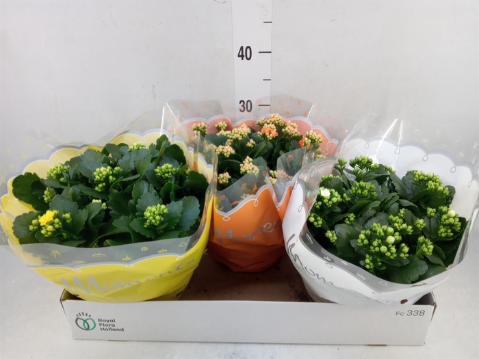 <h4>Kalanchoe blos.   ..rosebud mix  3</h4>