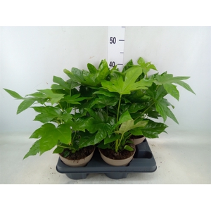 Fatsia japonica   ...