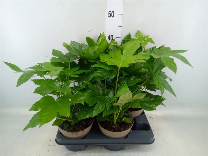 <h4>Fatsia japonica   ...</h4>