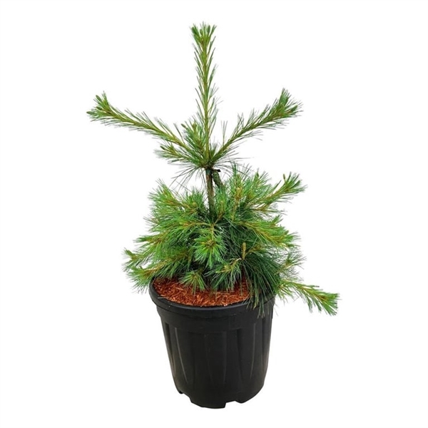 <h4>Pinus strobus 'Niagara Falls'</h4>