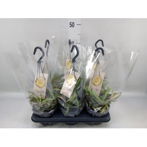 Hoya wayetii 'Tricolor'