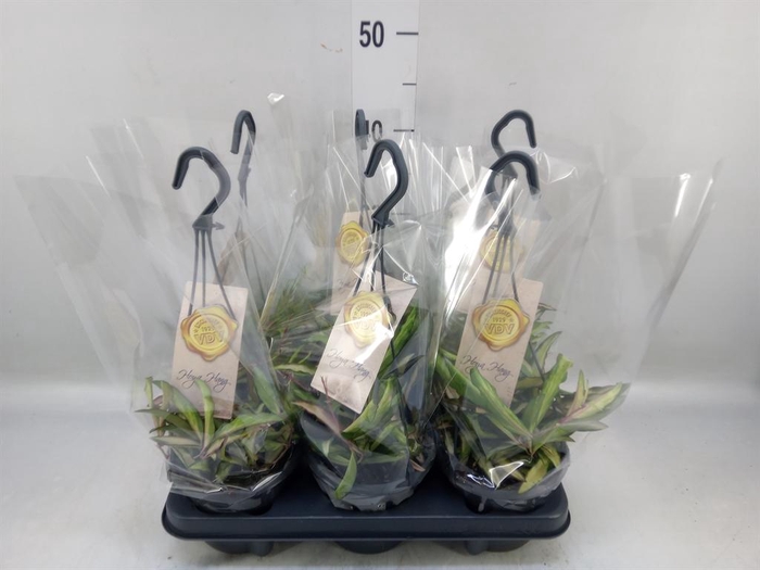 <h4>Hoya wayetii 'Tricolor'</h4>