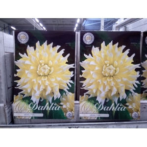 Dahlia   ...flowerbulbs