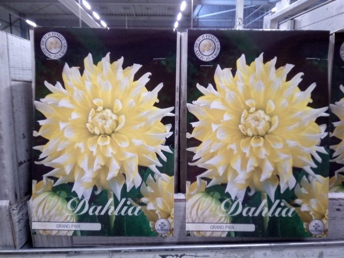 <h4>Dahlia   ...flowerbulbs</h4>