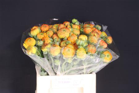 <h4>Ran Azur Orange</h4>