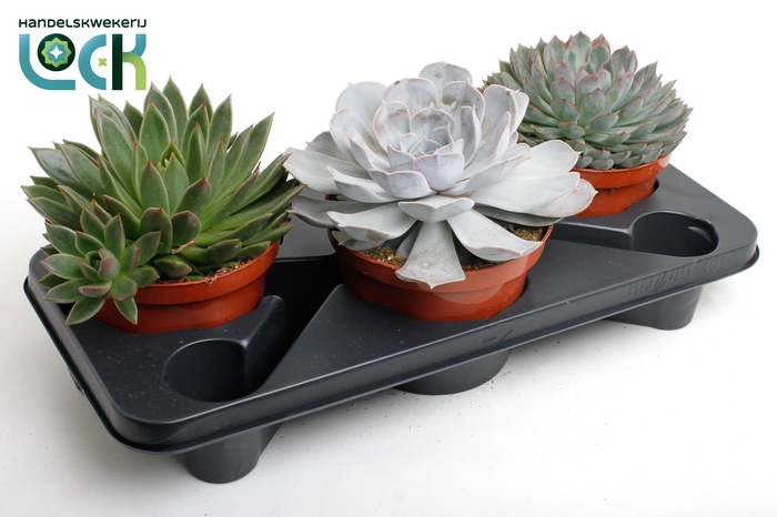 <h4>echeveria mix</h4>