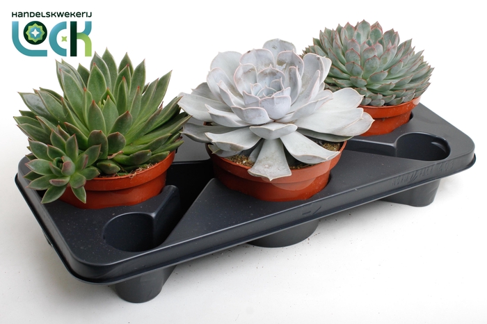 <h4>echeveria mix</h4>