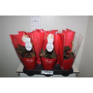 Lud Discolor 2 Branches