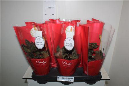 <h4>Lud Discolor 2 Branches</h4>