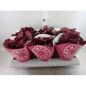 Begonia BD 'Kohala Red'