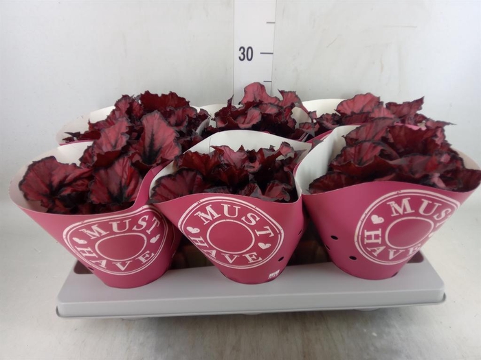 <h4>Begonia BD 'Kohala Red'</h4>