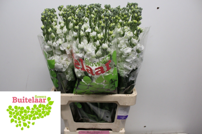 <h4>MATTH IRON WHITE</h4>