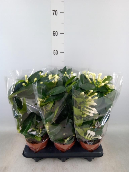 <h4>Stephanotis floribunda   ...</h4>