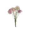 AMMI MAJUS DARA 060 CM