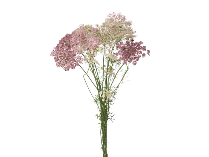 <h4>AMMI MAJUS DARA 060 CM</h4>