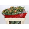 Hypericum Mellow Romance Spray