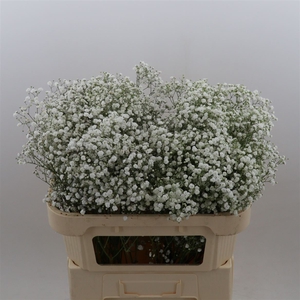 Gypsophila Paniculata Xlence
