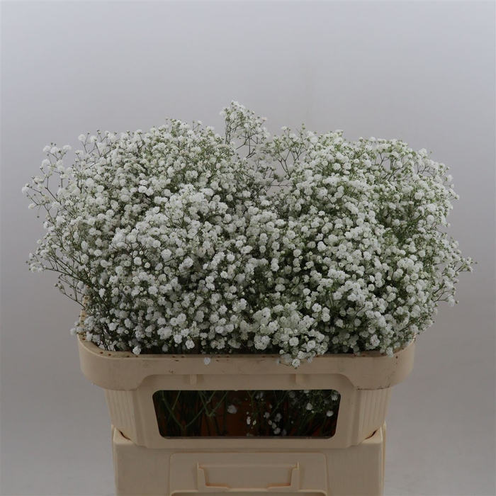 <h4>Gypsophila Paniculata Xlence</h4>